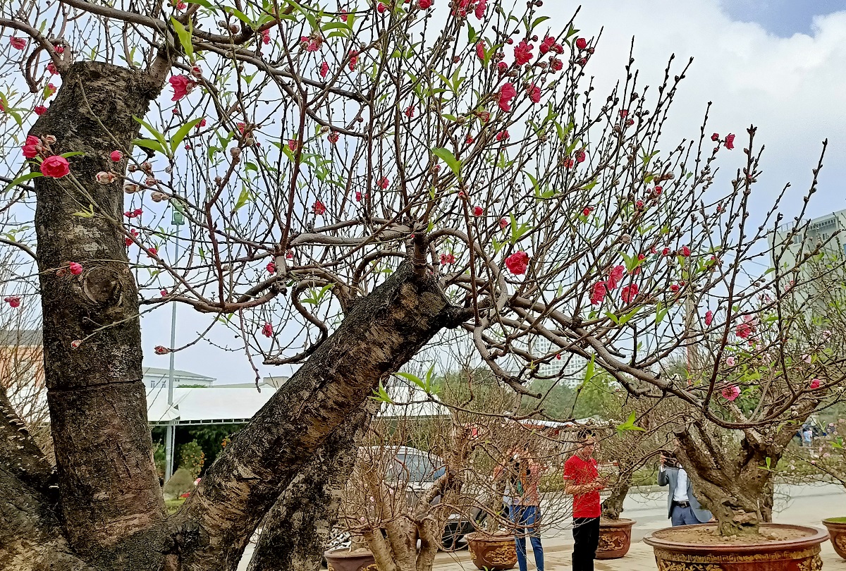 Đ&agrave;o khủng c&oacute; d&aacute;ng b&agrave;n tay lộc được h&eacute;t gi&aacute; gần 100 triệu - Ảnh 5.