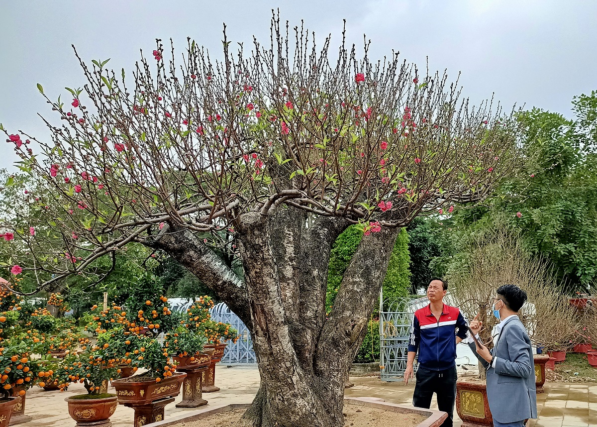 Đào khủng có dáng "bàn tay lộc" được hét giá gần 100 triệu