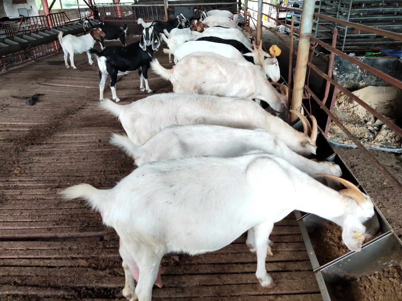 Phát triển nông nghiệp đô thị với giống dê lai năng suất sữa cao