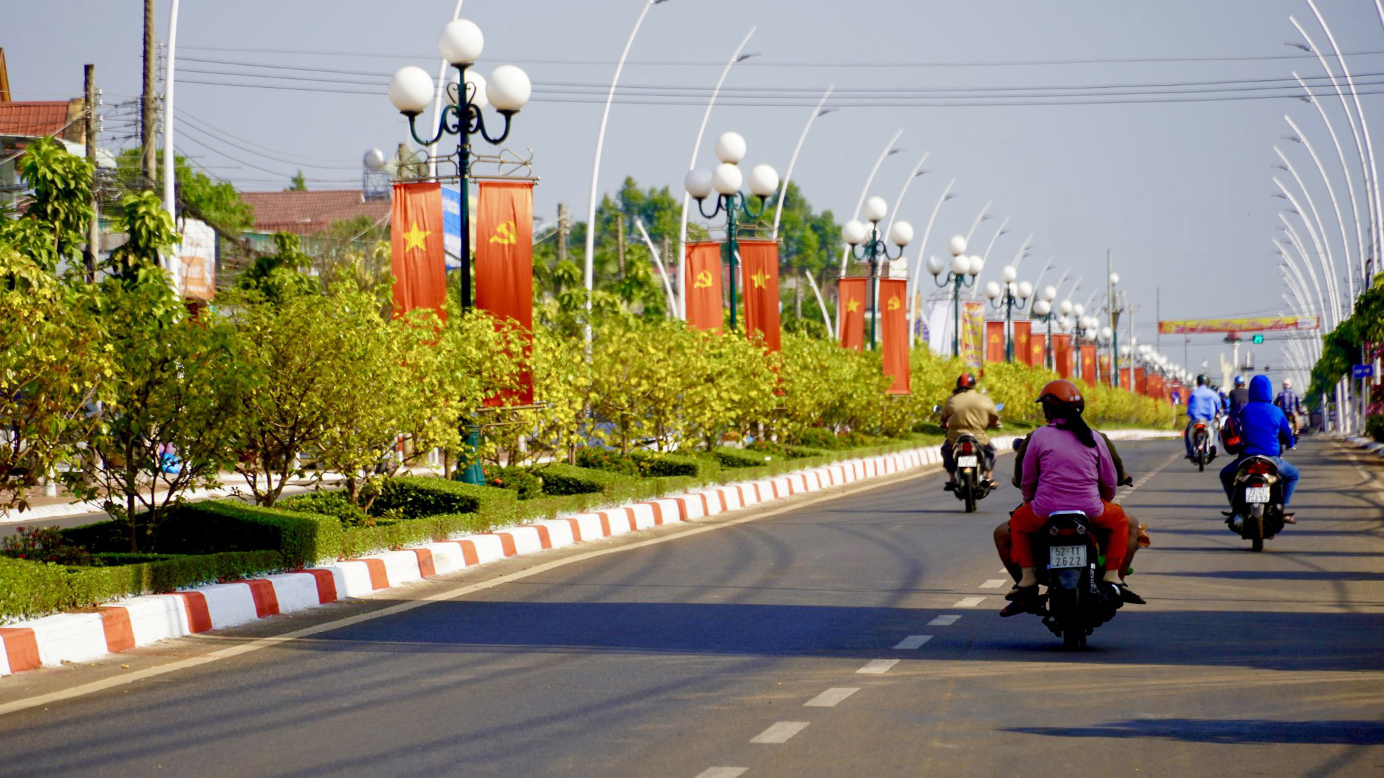 Độc đáo 900 cây mai làm dải phân cách trên quốc lộ 56
