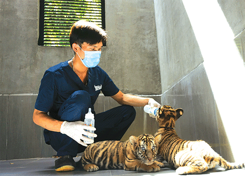Giải cứu chúa sơn lâm - Ảnh 2.