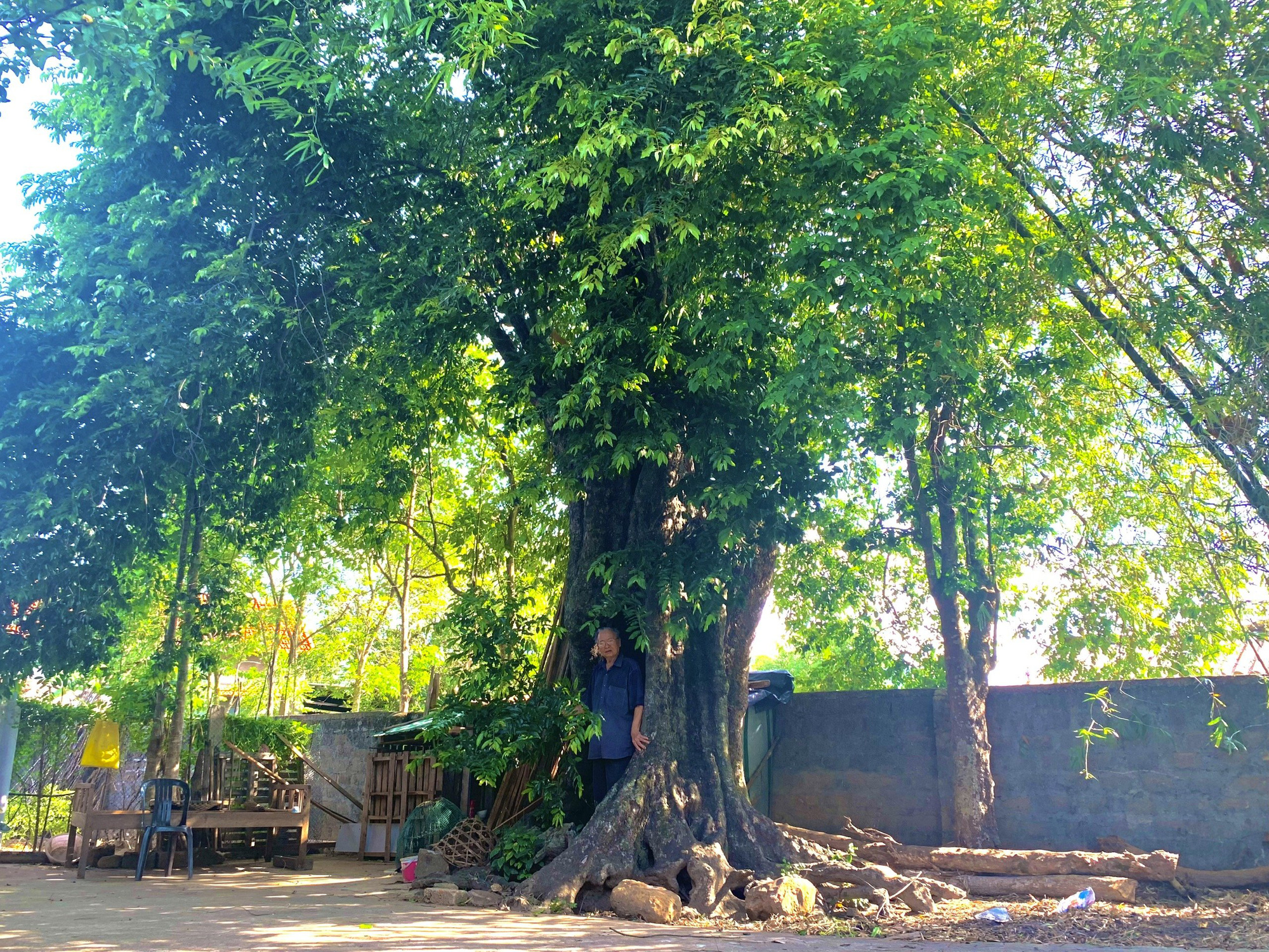Huyền tích những cây thị cổ thụ ở ngôi làng ven sông Gianh