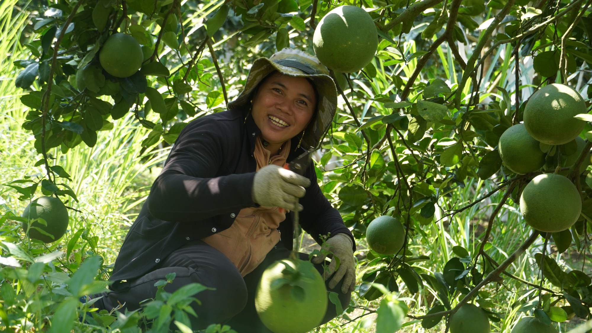 Tr&uacute;ng vụ bưởi Tết, n&ocirc;ng d&acirc;n thu về tiền tỉ - Ảnh 2.