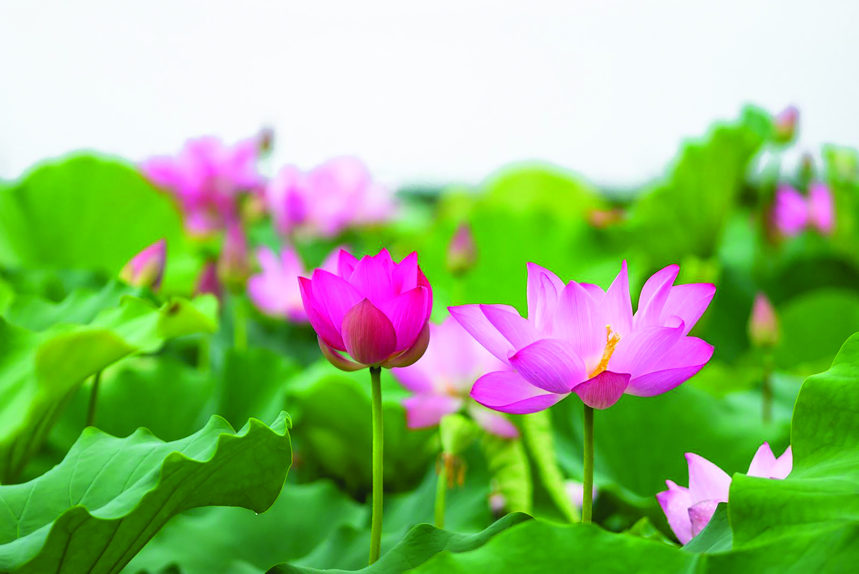 Dáng Nhâm Dần