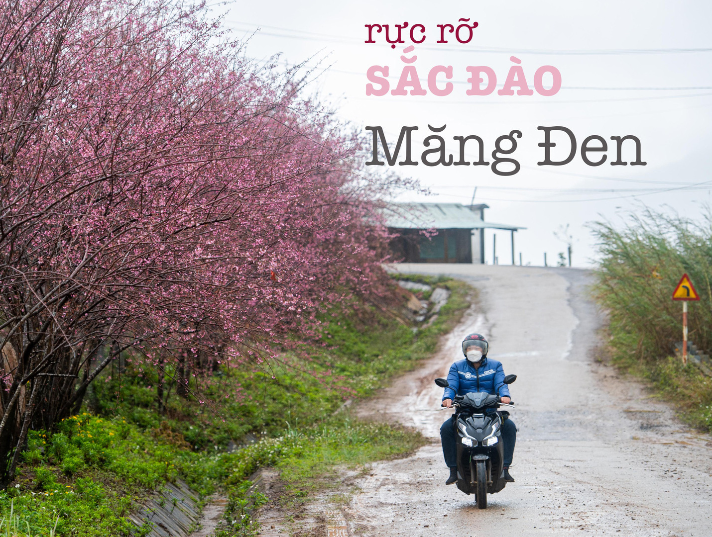 Rực rỡ sắc đào Măng Đen
