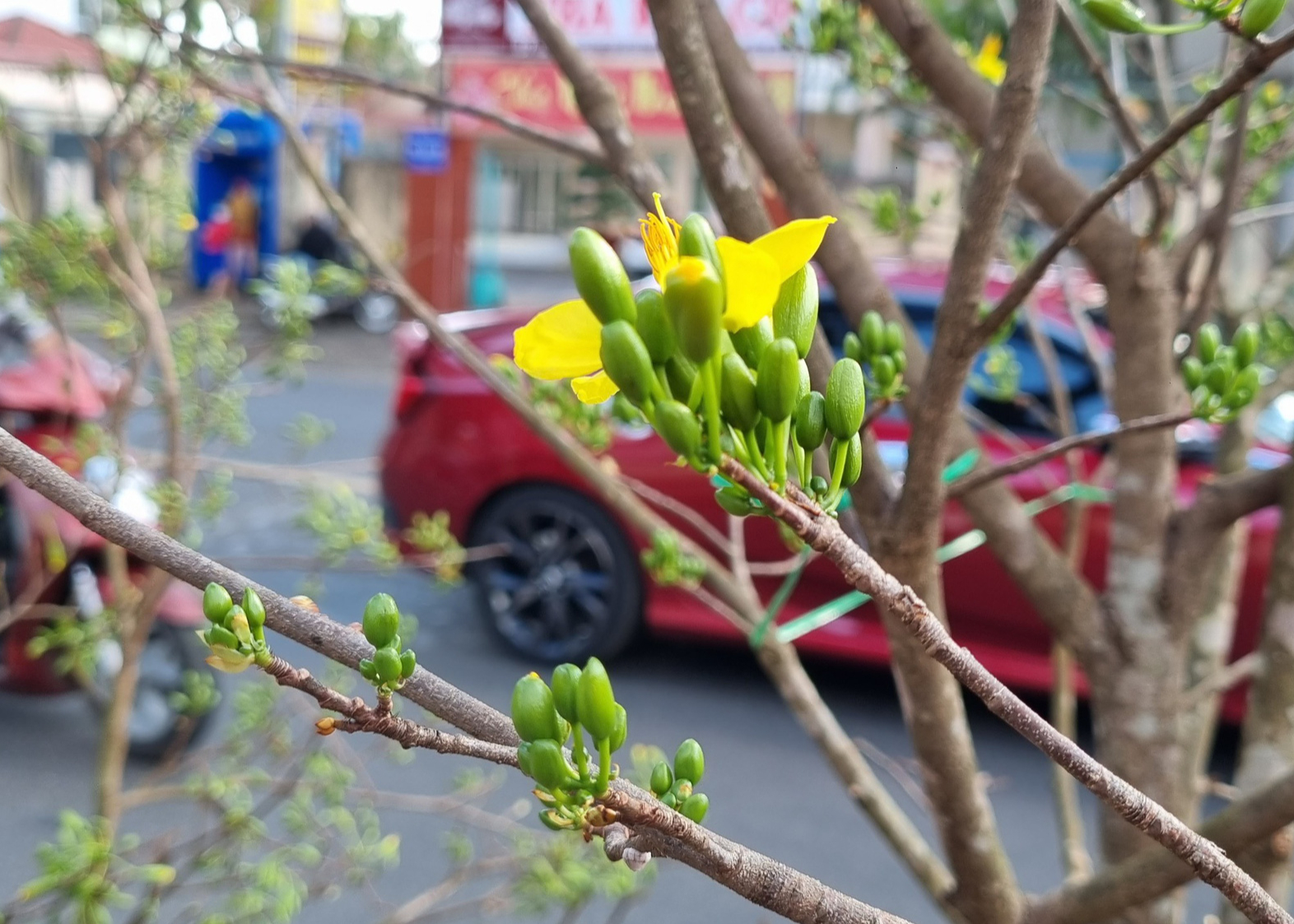 Mai rừng xuống phố