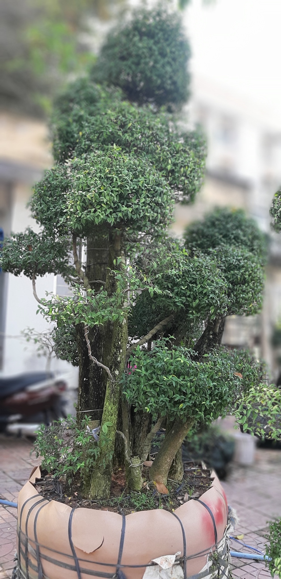 Hoa kiểng mini, kiểng khủng cháy hàng dịp Tết - Ảnh 16.