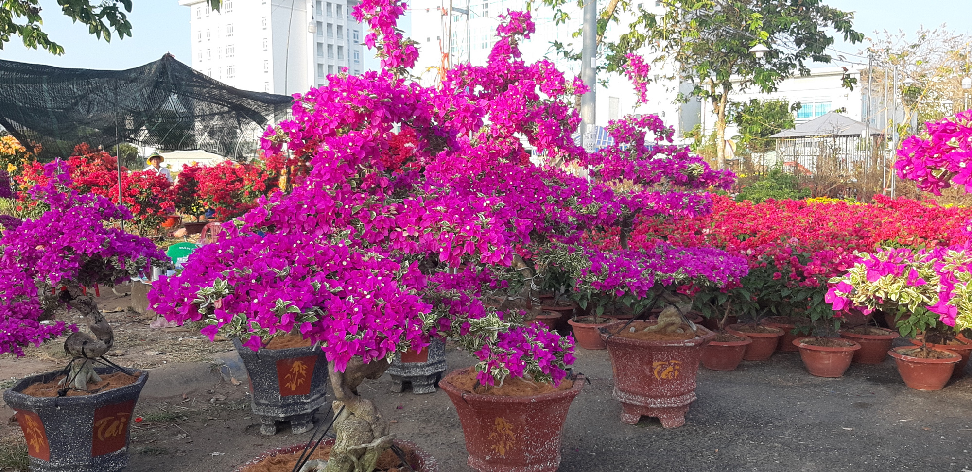 Hoa kiểng mini, kiểng khủng cháy hàng dịp Tết - Ảnh 3.