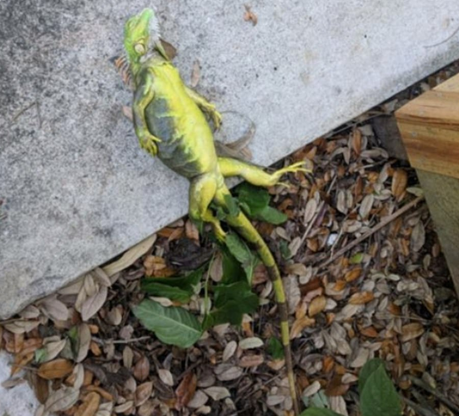 Florida: Rồng Nam Mỹ đ&oacute;ng băng, &ldquo;rụng&rdquo; như tr&aacute;i tr&ecirc;n c&acirc;y - Ảnh 4.