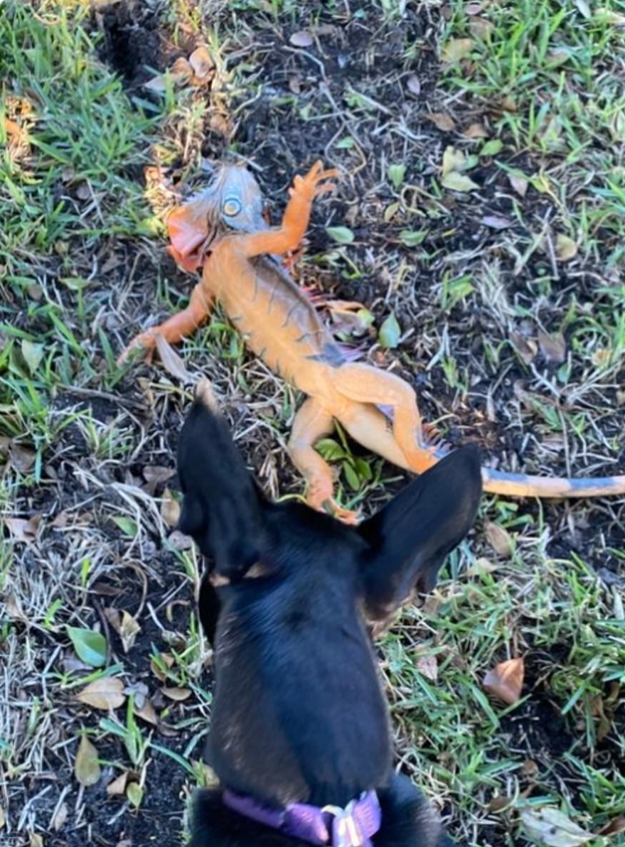 Florida: Rồng Nam Mỹ đ&oacute;ng băng, &ldquo;rụng&rdquo; như tr&aacute;i tr&ecirc;n c&acirc;y - Ảnh 5.