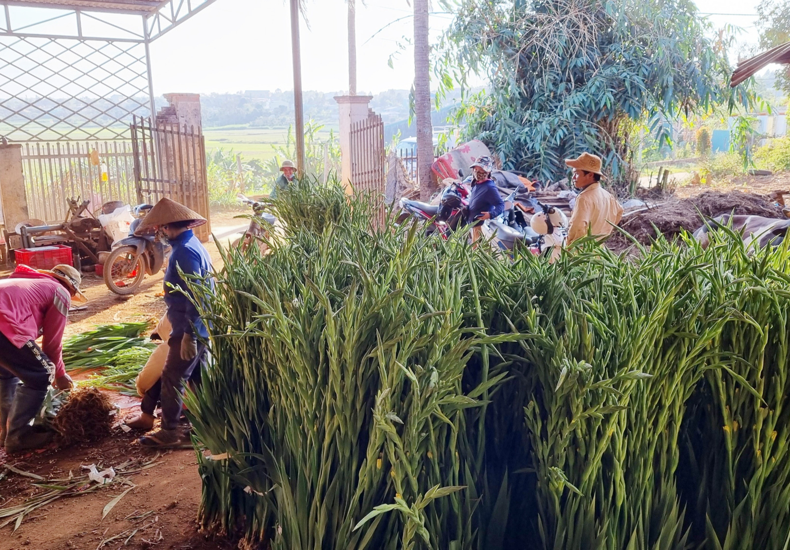 Giá hoa lay ơn tăng cao vẫn "cháy hàng", nông dân đón Tết to