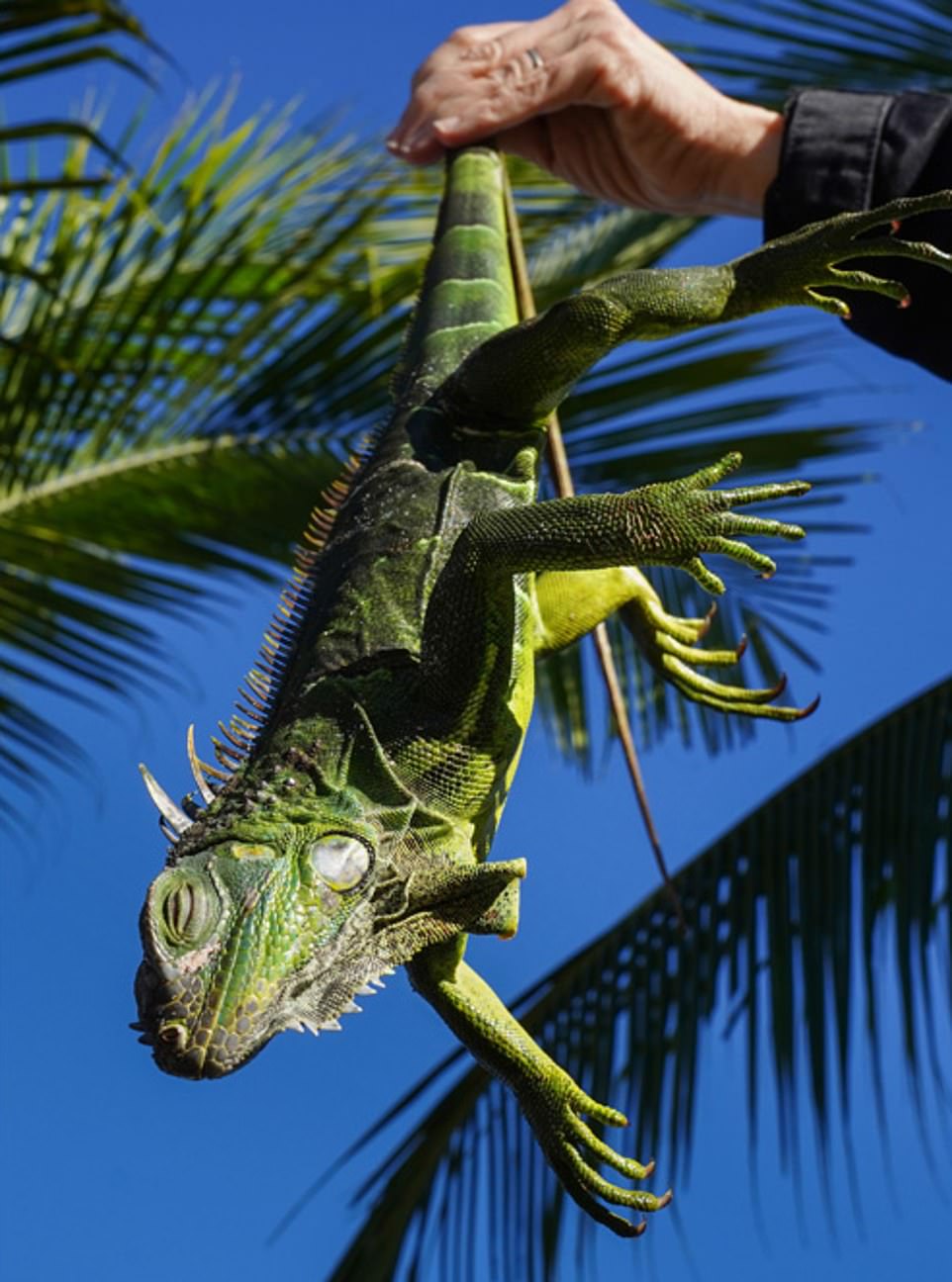 Florida: Rồng Nam Mỹ đ&oacute;ng băng, &ldquo;rụng&rdquo; như tr&aacute;i tr&ecirc;n c&acirc;y - Ảnh 3.