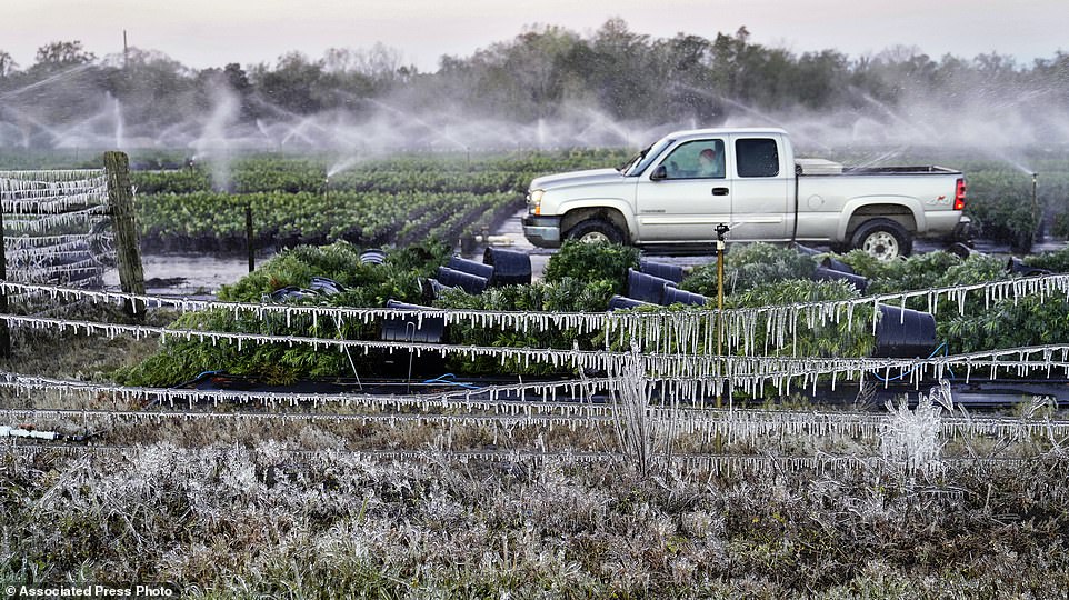 Florida: Rồng Nam Mỹ đ&oacute;ng băng, &ldquo;rụng&rdquo; như tr&aacute;i tr&ecirc;n c&acirc;y - Ảnh 2.