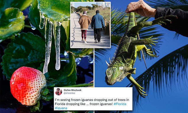 Florida: Rồng Nam Mỹ đóng băng, “rụng” như trái trên cây