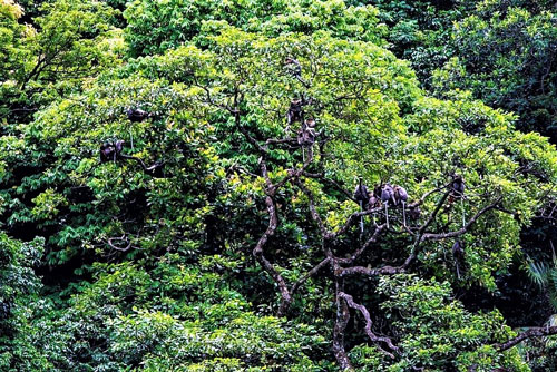 Viên ngọc quý Động Châu - khe Nước Trong - Ảnh 1.