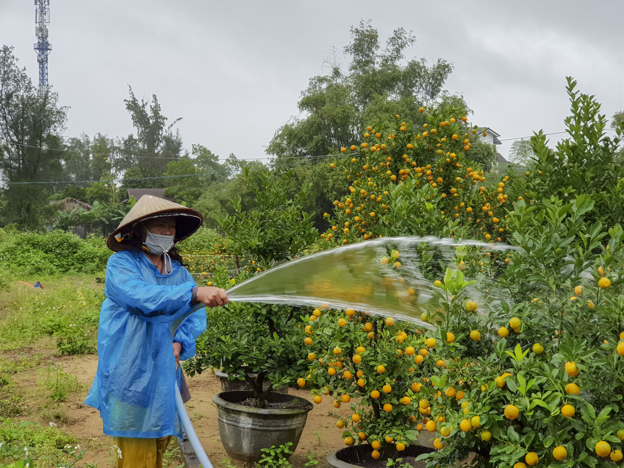 Thủ phủ quất Hội An lo lắng v&igrave; vắng người mua - Ảnh 4.