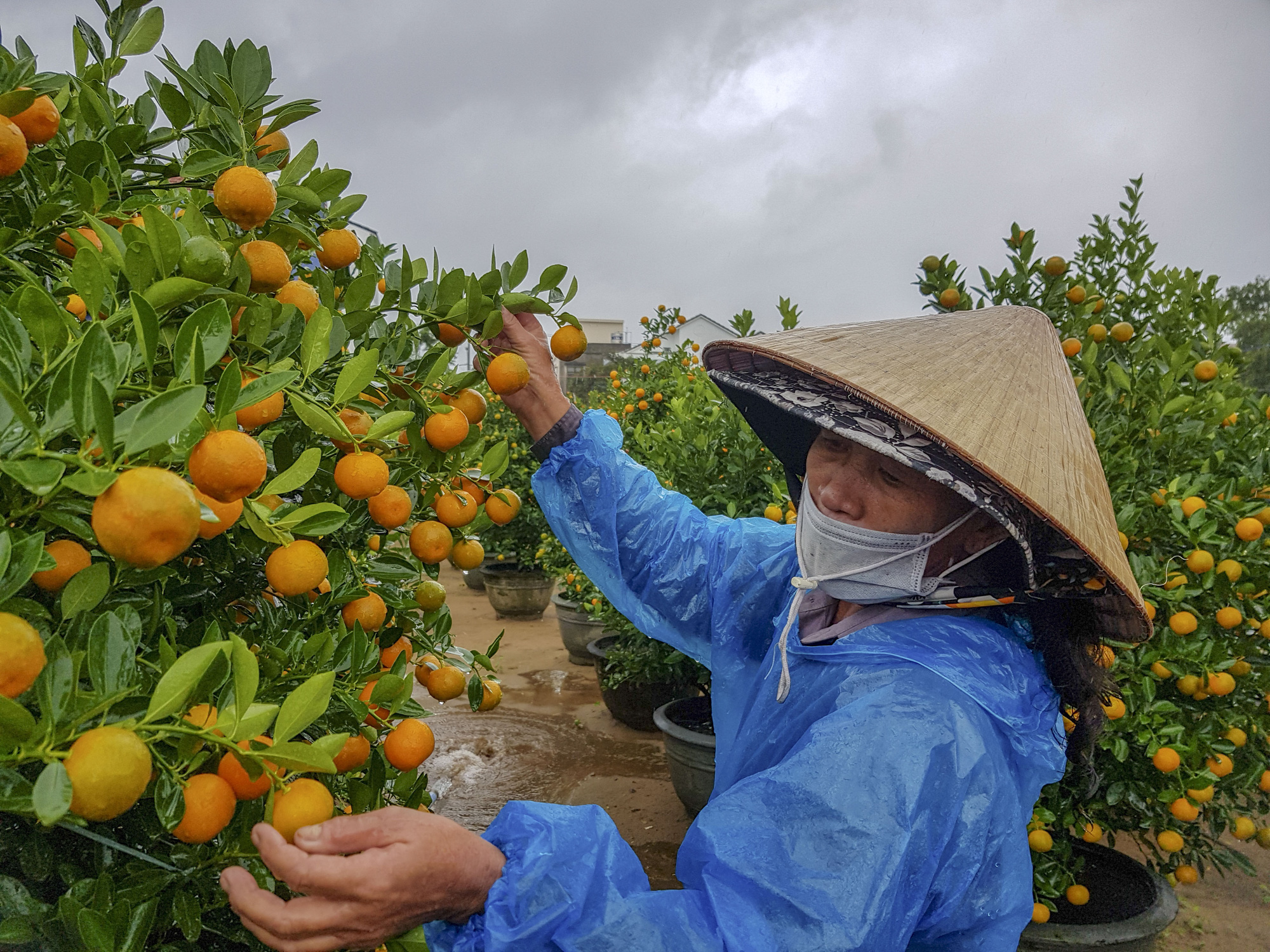 Thủ phủ quất Hội An lo lắng vì vắng người mua