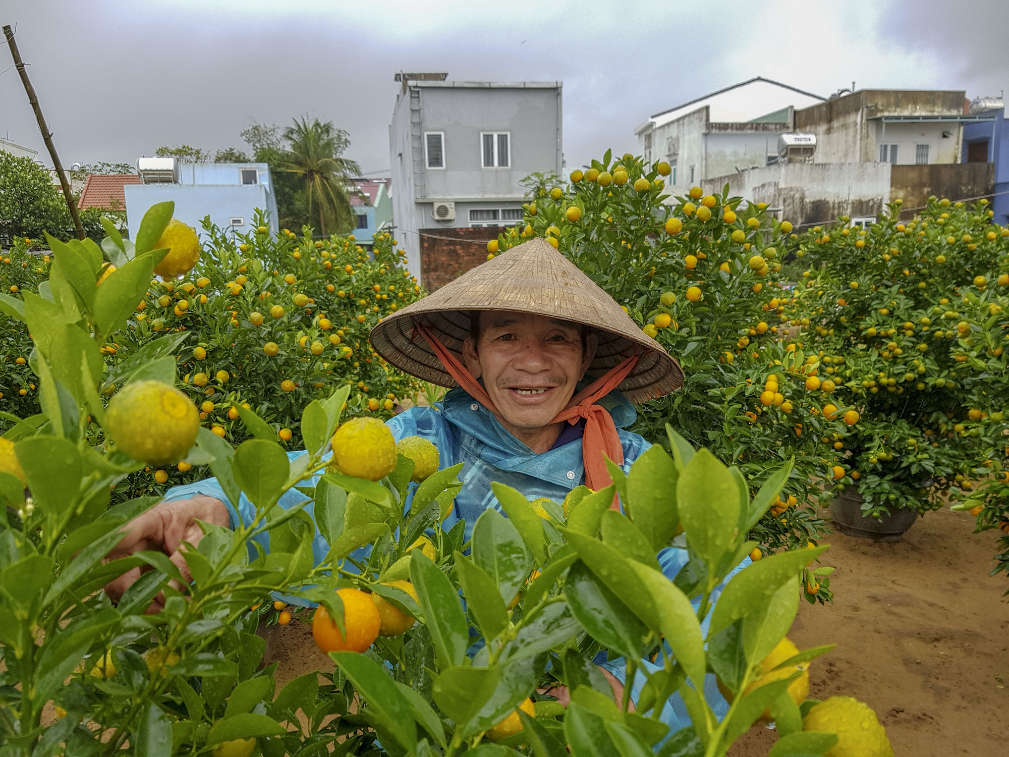 Thủ phủ quất Hội An lo lắng v&igrave; vắng người mua - Ảnh 5.