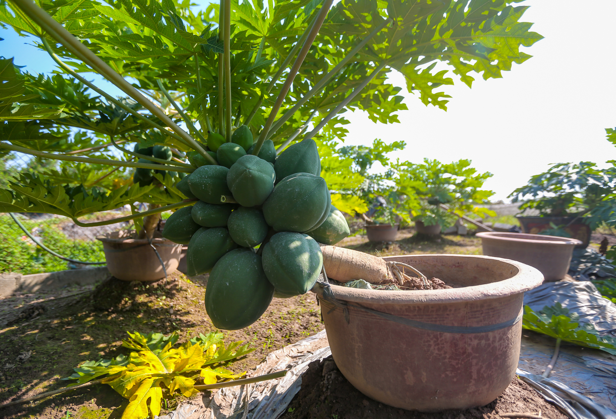 CLIP: Đu đủ bonsai tiền triệu hút khách trên thị trường Tết 2022 - Ảnh 5.