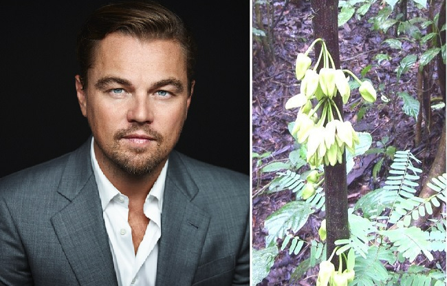 Tên của Leonardo DiCaprio được đặt cho một loài cây ở châu Phi