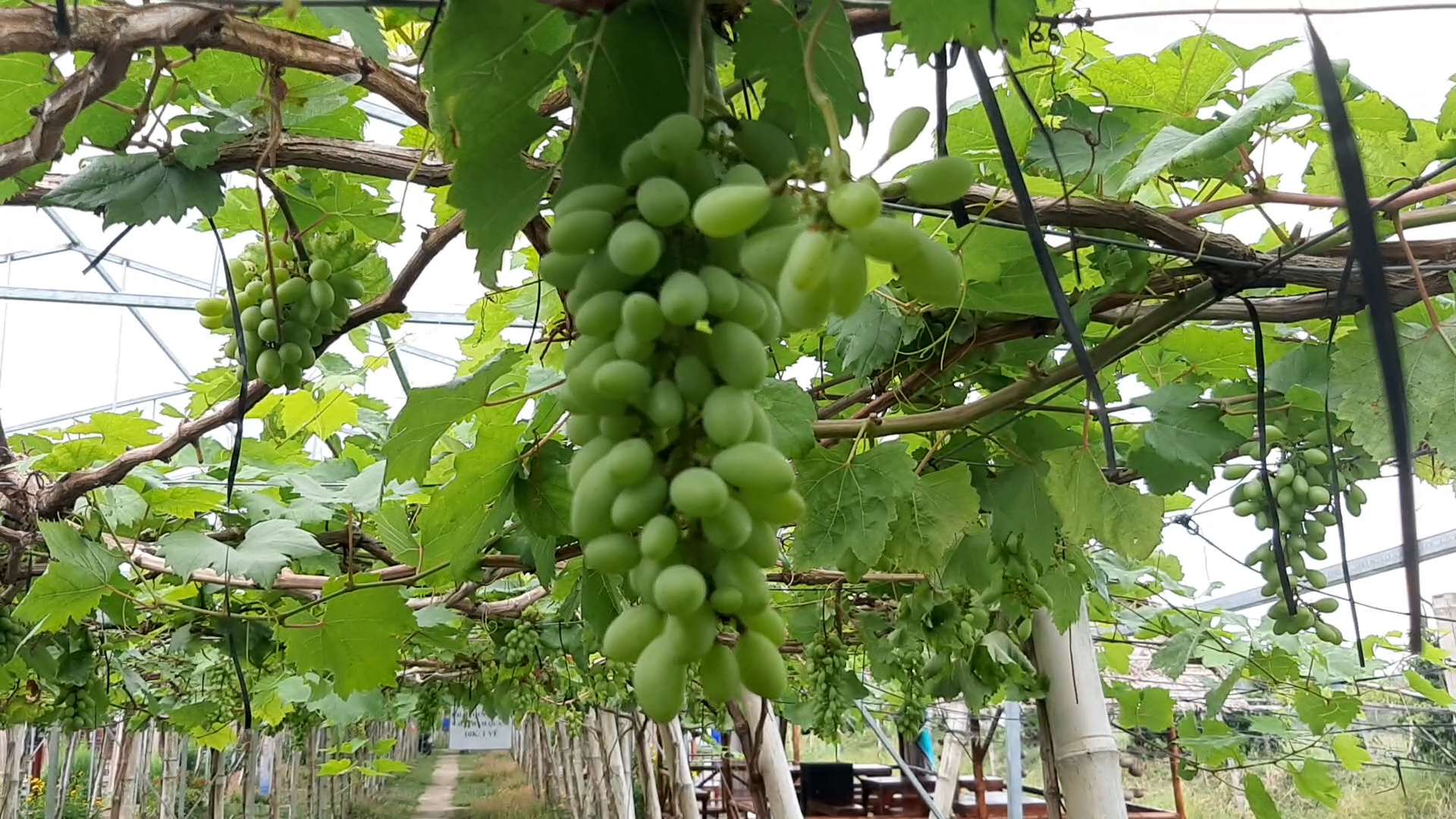 CLIP: Đ&atilde; mắt với vườn nho 3 m&agrave;u trĩu quả ở Đồng Th&aacute;p - Ảnh 4.
