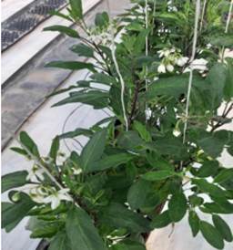 C&oacute; thể l&agrave;m gi&agrave;u với dưa pepino - Ảnh 1.