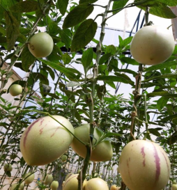 Có thể làm giàu với dưa pepino