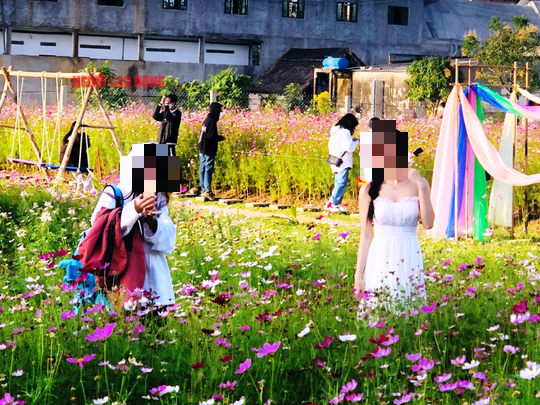 CLIP: Mê mẩn cánh đồng hoa sao nhái nhiều sắc màu ở miền Tây - Ảnh 9.