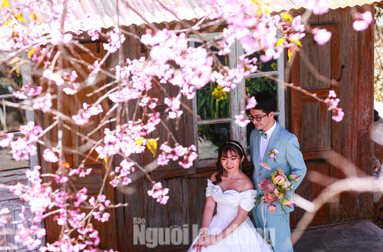 Ngất ng&acirc;y với hoa mai anh đ&agrave;o bung nở khắp đất trời Đ&agrave; Lạt - Ảnh 12.