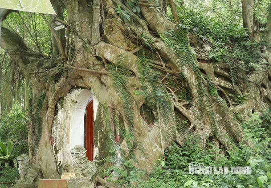 C&acirc;y sanh c&oacute; bộ rễ khổng lồ 