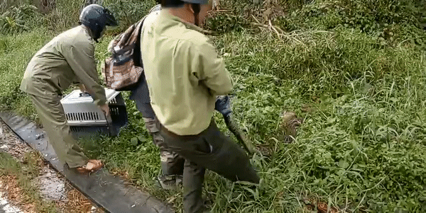 CLIP: Bắt sống con trăn gấm dài hơn 4m đang quấn chặt một con khỉ tại Bán đảo Sơn Trà