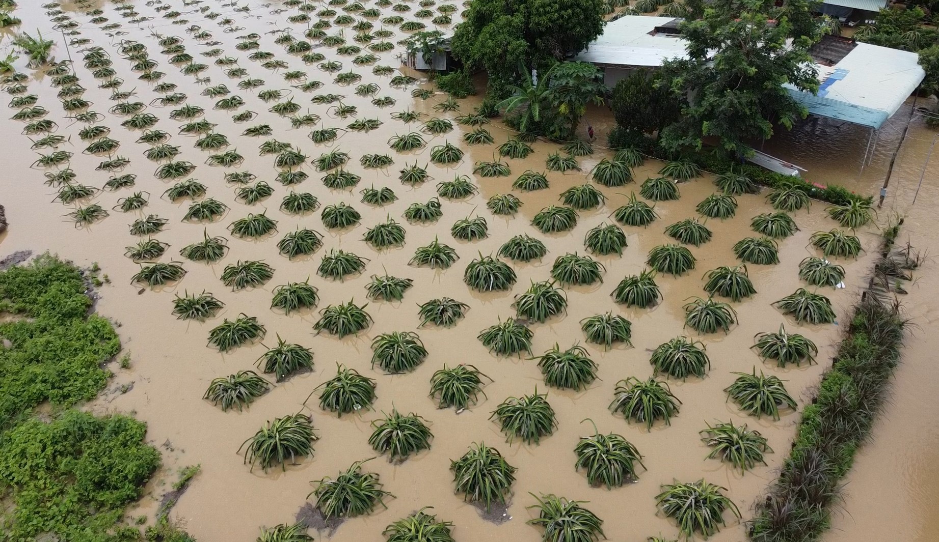 H&agrave;ng trăm h&eacute;c ta thanh long tại B&igrave;nh Thuận ngập s&acirc;u sau trận mưa giữa đ&ecirc;m - Ảnh 1.