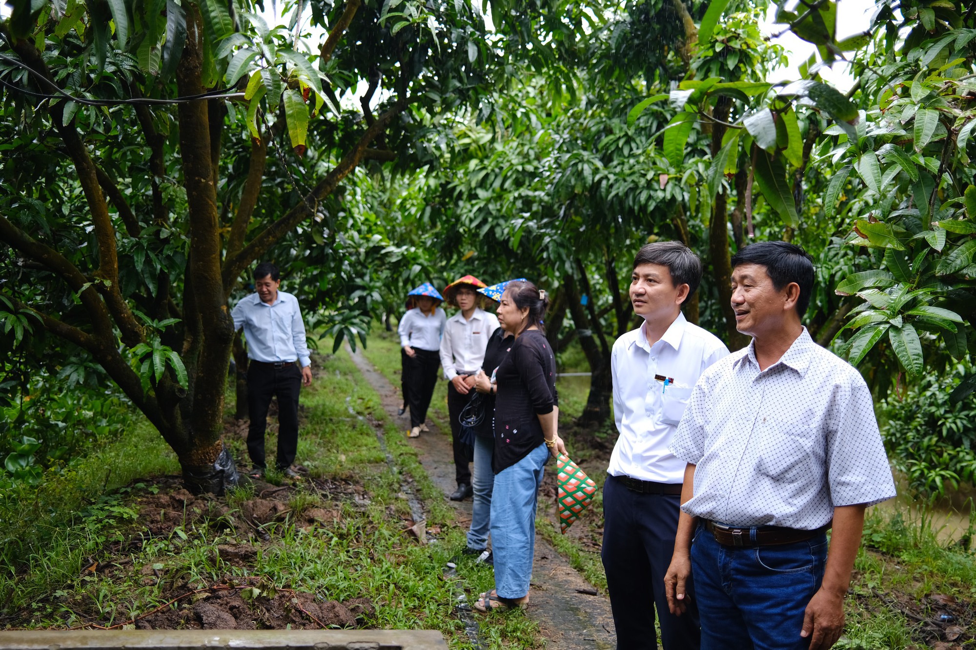 Agribank tiếp sức phát triển Xoài Cao Lãnh