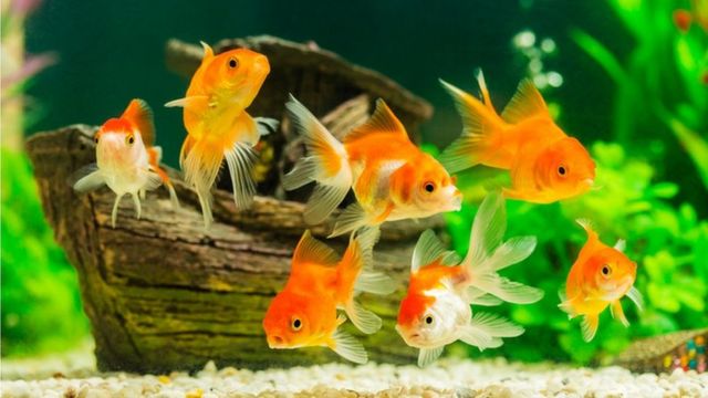 Nghiên cứu Oxford "giải oan" cá vàng: Trí nhớ cực tốt