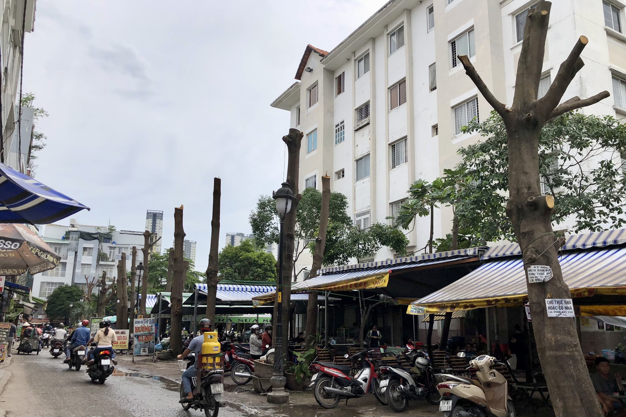 Ngỡ ngàng với hình ảnh hàng cây trơ xương ở quận 8 - TP HCM - Ảnh 1.