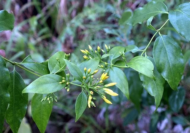 Nghi uống nước có chất độc, 7 người nguy kịch