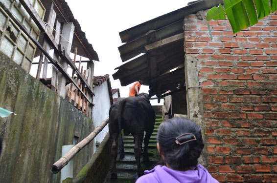 Xây "nhà lầu" cho trâu bò tránh lũ
