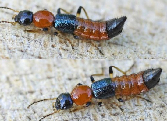 Cách xử trí khi bị kiến ba khoang đốt