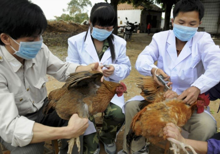 Việt Nam phát hiện ca cúm A/H5N1 trên người sau hơn 8 năm