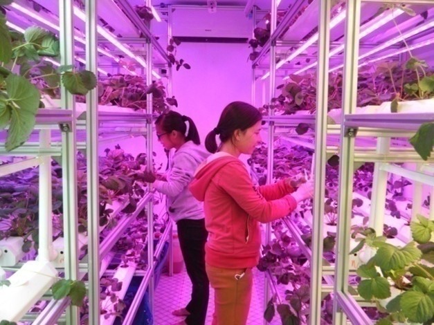 Kỳ vọng dâu tây chịu nhiệt - Ảnh 1.
