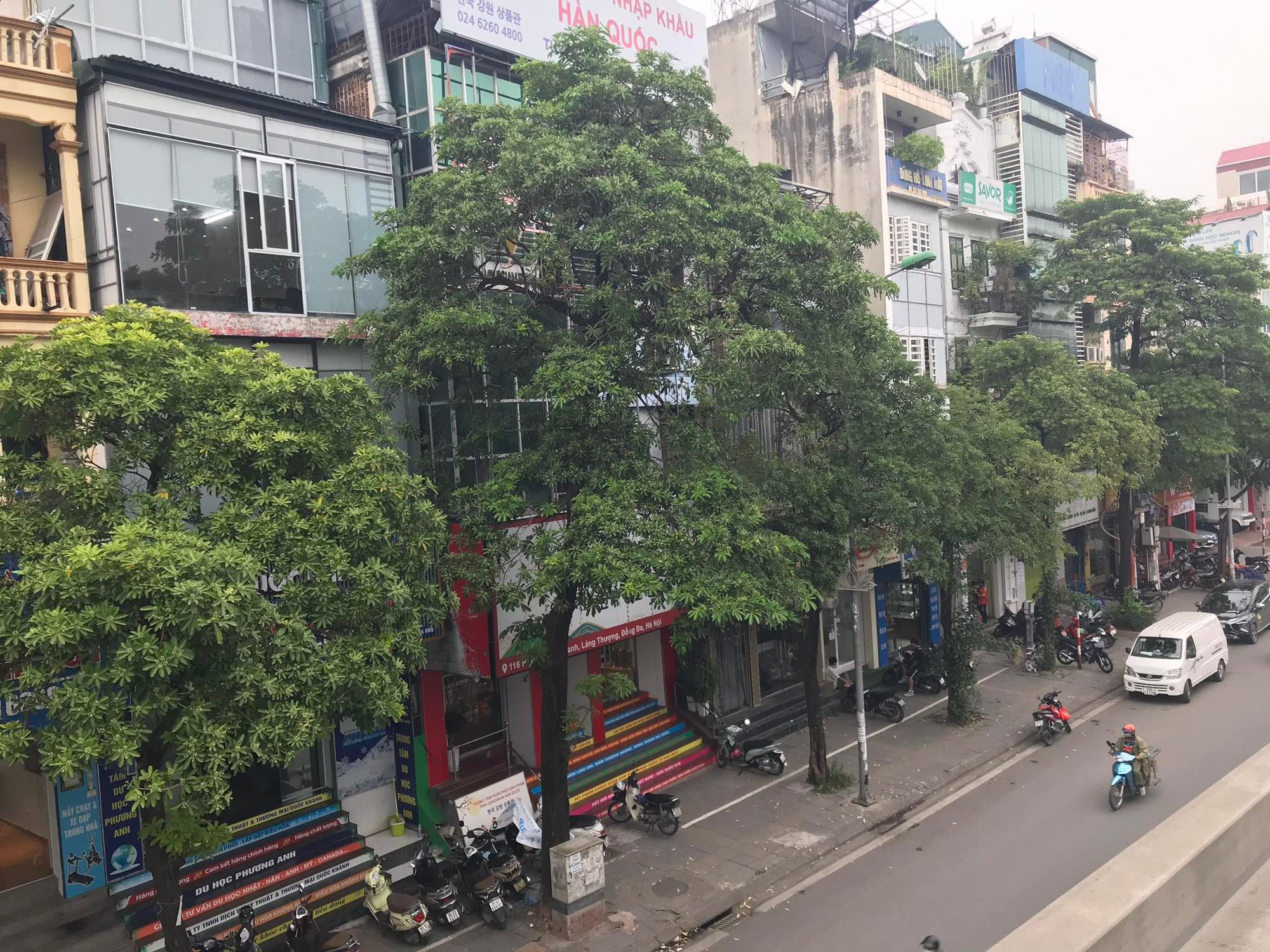 Đề xuất di dời 80 cây hoa sữa trên một tuyến phố vì mùi hương đậm đặc