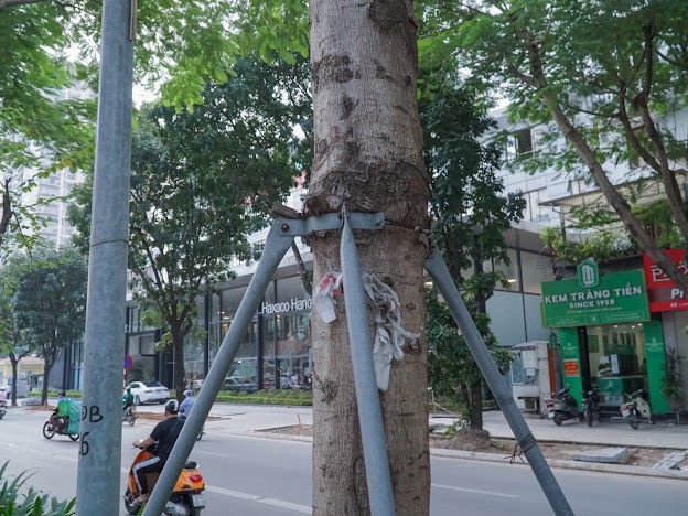 Rà soát toàn thành phố việc "bức tử", "siết cổ" cây xanh