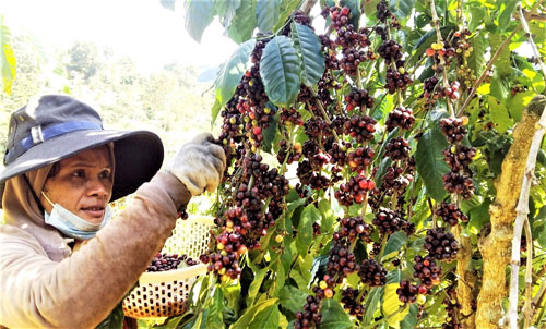 Người K’Ho làm cà phê sạch - Ảnh 1.