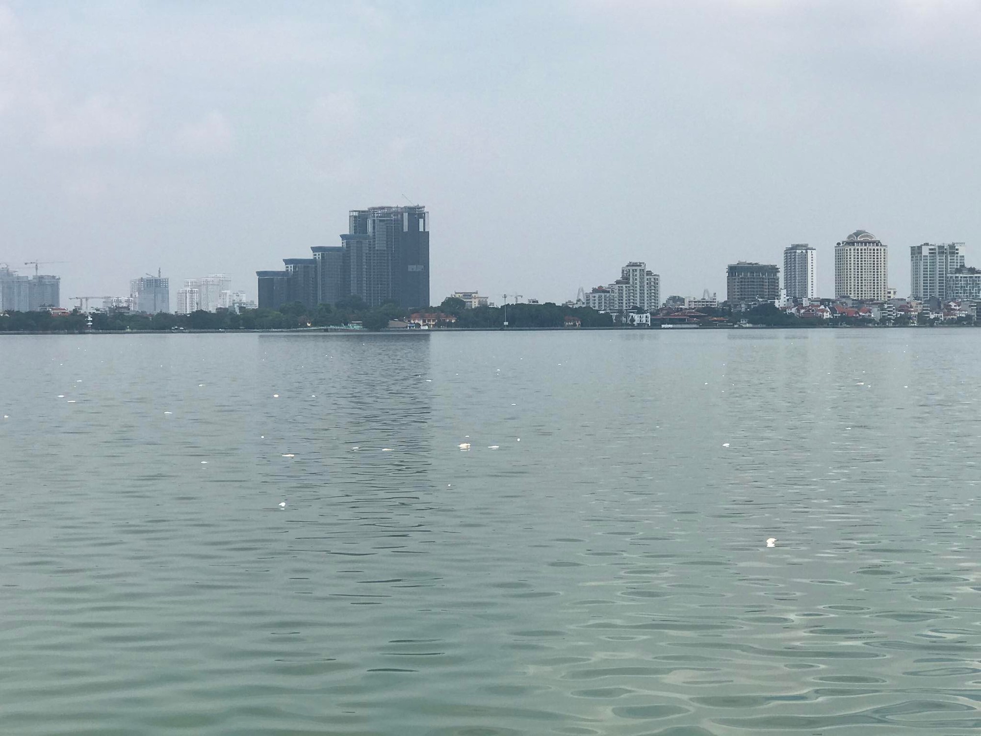 Bất thường c&aacute; chết nổi trắng tr&ecirc;n mặt hồ T&acirc;y - Ảnh 1.