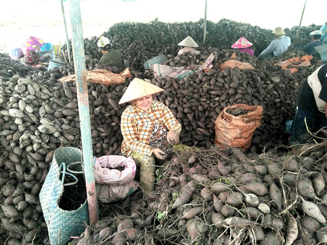 Vĩnh Long: Tập huấn hướng dẫn xuất khẩu chính ngạch khoai lang