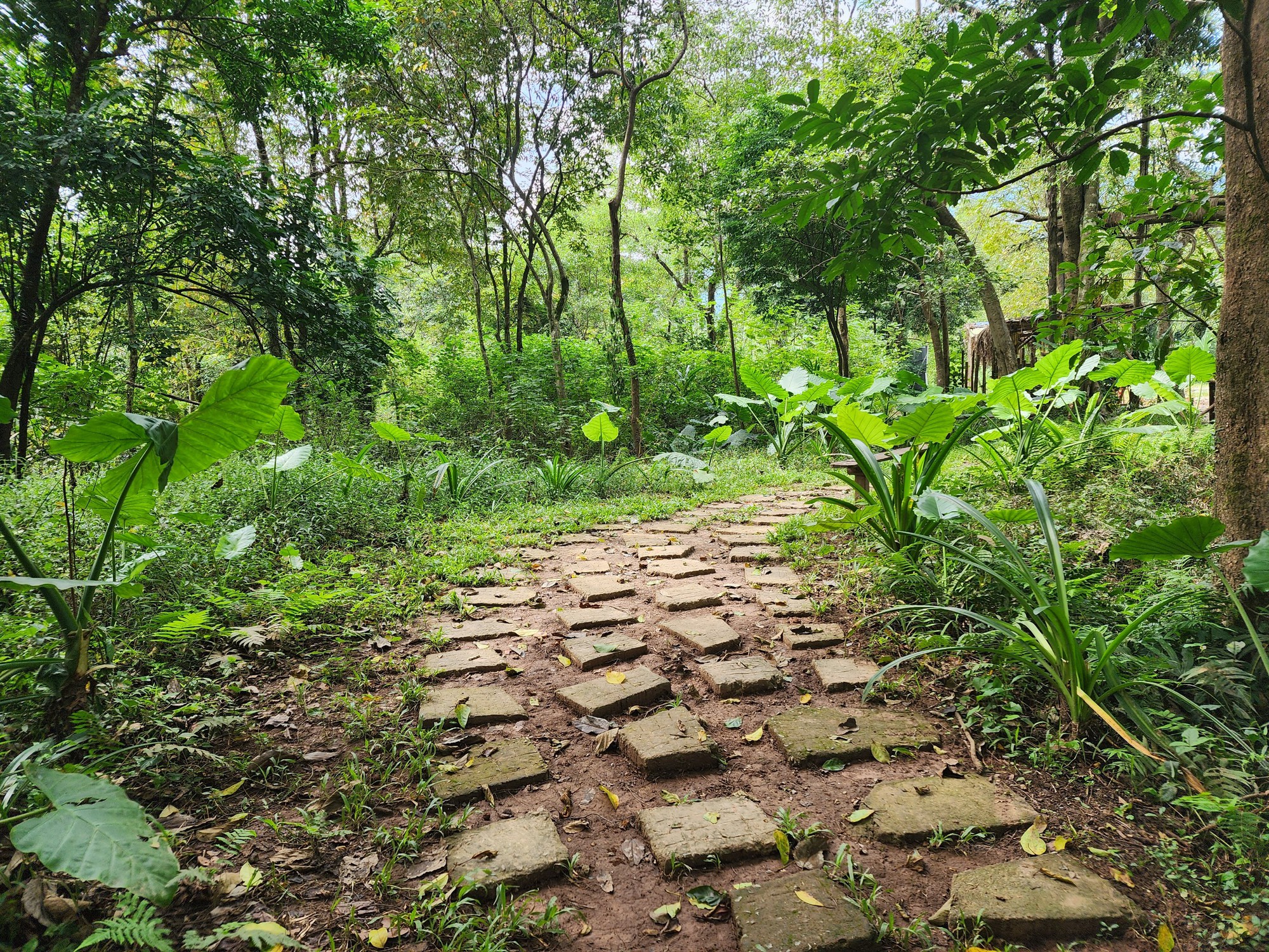 Cận cảnh th&aacute;nh địa Ozo Park lấn chiếm hơn 3,6ha rừng ph&ograve;ng hộ Phong Nha - Kẻ B&agrave;ng - Ảnh 3.