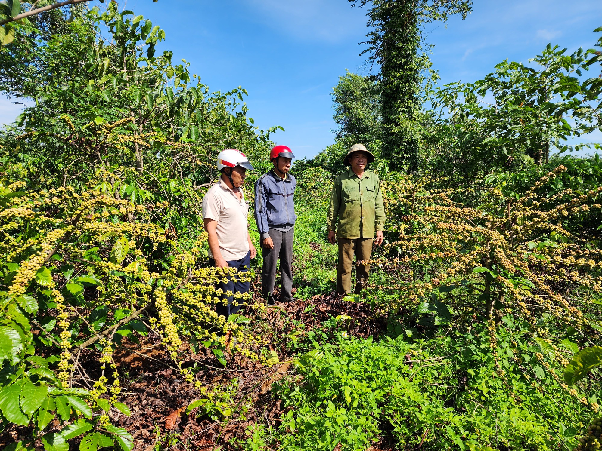 Hàng chục hộ dân tranh chấp bồi thường với công ty cà phê tại dự án đường ngàn tỉ