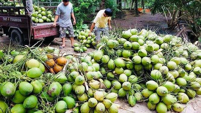 Nâng tầm giá trị cây dừa