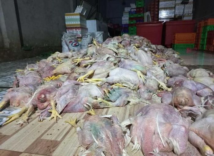 2,2 tấn gà hôi thối suýt tuồn ra thị trường Đồng Nai, TP HCM