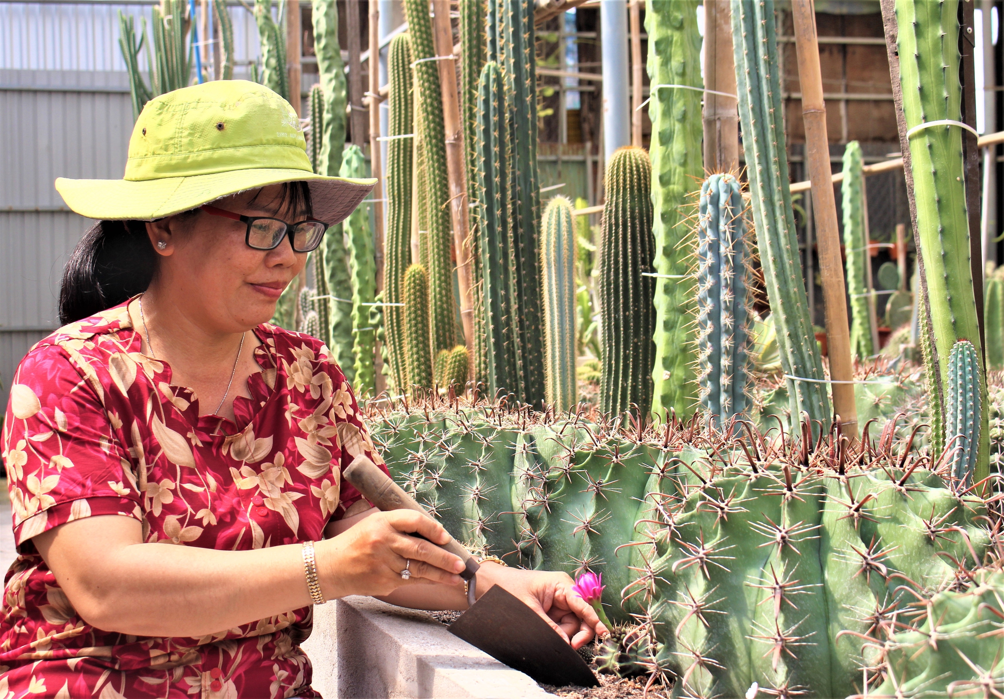 Trồng xương rồng thu tiền tỉ